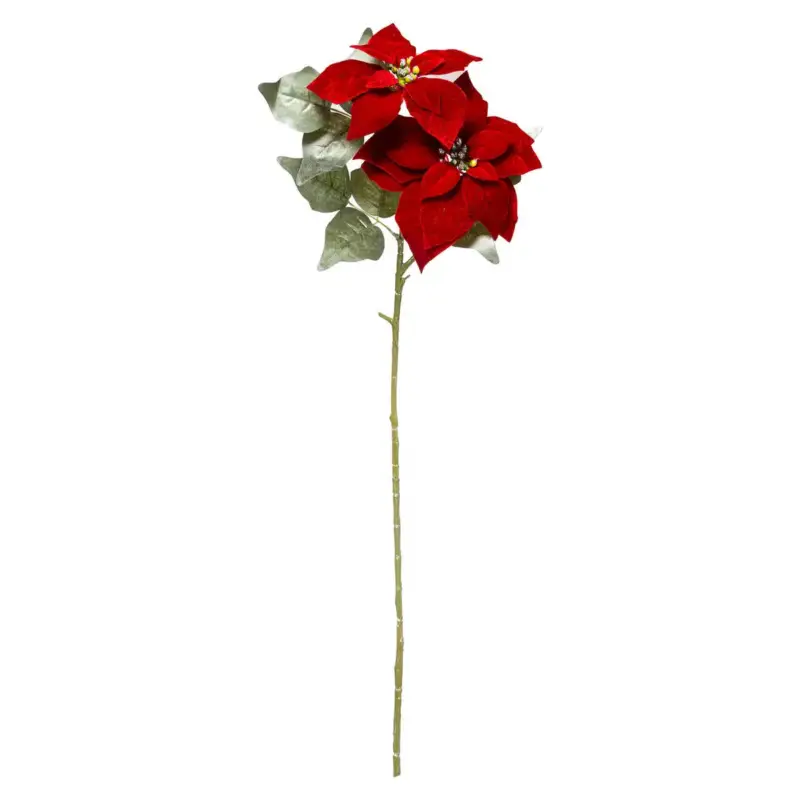 Rabat Gwiazda betlejemska, kwiat do stroika, 75 cm